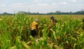 Wujud Nyata Dukungan Hanpangan, Babinsa Kanigoro Turun Ke Sawah Bantu Petani Panen Jagung