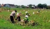 Bhabinkamtibmas Mrican Dampingi Petani Panen Jagung, Dukung Ketahanan Pangan di Kota Kediri