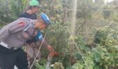 Bhabinkamtibmas Turut Serta Budidaya Tanaman Tomat di Lahan P2B Desa Tutur