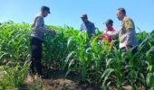 Dari Perawatan hingga Pengendalian Hama, Polsek Ngancar Dampingi Petani Babadan