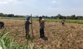Bhabinkamtibmas Tamanan Turun ke Sawah, Dampingi Petani Tanam Jagung dengan Cara Konvensional