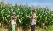 Polres Kediri Turun ke Lahan Jagung, Petani Diajak Cermati Kondisi Tanaman