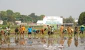 Dukung Swasembada Pangan, Koramil 12/Wlingi dan Poktan Abadi Gelar Tanam Padi Serentak Merdeka