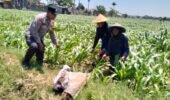 Bhabinkamtibmas Semampir Dampingi Petani, Dorong Produktivitas Jagung untuk Dukung Swasembada Pangan