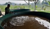 Tingkatkan Ketahanan Pangan, Kompi Produksi Kodim 0808/Blitar Aktif Kelola Pertanian, Peternakan Kambing dan Perikanan