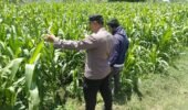 Bhabinkamtibmas Sukorejo Pantau Pertumbuhan Tanaman Jagung, Dukung Program Ketahanan Pangan