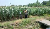 Polsek Papar Dampingi Kelompok Tani Dukung Program Ketahanan Pangan