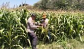 Bhabinkamtibmas Semampir Cek Tanaman Jagung, Dorong Petani Dukung Swasembada Pangan
