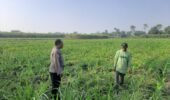 Jaga Produksi Pangan Desa, Polsek Wates Dukung Budidaya Jagung