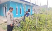 Bhabinkamtibmas Polsek Nongkojajar Pantau Tanaman Cabe, Dukung Program Ketahanan Pangan Nasional