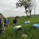 Babinsa Plupuh Turun ke Sawah, Gulma Dibabat Demi Dongkrak Hasil Panen Padi