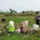Bhabinkamtibmas Mrican Dampingi Petani Panen Jagung, Dukung Ketahanan Pangan