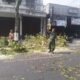Antisipasi Pohon Tumbang Di Musim Pancaroba, Babinsa Sukorejo Bersinergi Dengan DLH Kota Blitar