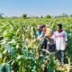 Bhabinkamtibmas Semampir Dampingi Petani, Dorong Ketahanan Pangan dan Swasembada Jagung