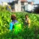 Bhabinkamtibmas Ngampel Edukasi Petani, Dorong Pengendalian Hama Jagung untuk Dukung Ketahanan Pangan