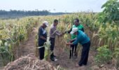 Produktivitas Jagung Manggis Jadi Perhatian, Polsek Ngancar Turun ke Lahan
