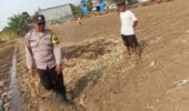 Bhabinkamtibmas Campurejo Dampingi Petani Tanam Jagung, Dorong Ketahanan Pangan di Tingkat Kelurahan