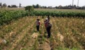 Bhabinkamtibmas Banjarmlati Dampingi Petani Panen Jagung, Dukung Ketahanan Pangan di Kota Kediri
