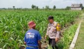 Dukung program Ketahanan Pangan, Polsek Ngadiluwih Dampingi dan Edukasi Hama ke Kelompok Tani