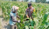 Polsek Pagu Dampingi Petani Jagung, Bahas Hama dan Gulma