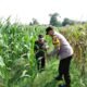 Petani Rembang Hadapi Hama dan Gulma, Bhabinkamtibmas Ikut Turun ke Lahan