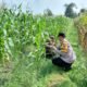 Petani Rembang Hadapi Hama dan Gulma, Bhabinkamtibmas Ikut Turun ke Lahan