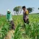 Tak Berhenti di Masa Tanam, Polisi Dampingi Petani Jagung di Menang