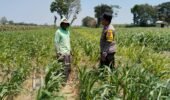 Dukung Ketahanan Pangan, Polsek Pagu Dorong Ketepatan Penanganan Tanaman Jagung