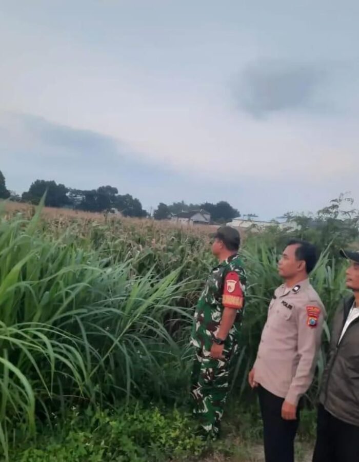 Perkuat Ketahanan Pangan, Polsek Gurah Dampingi Panen hingga Penjualan Jagung BUMDes Wonojoyo