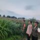 Perkuat Ketahanan Pangan, Polsek Gurah Dampingi Panen hingga Penjualan Jagung BUMDes Wonojoyo