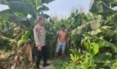Polsek Kunjang Ikut Bantu Panen Jagung, Dorong Keberlanjutan Usaha Desa
