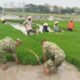 Babinsa Tangen Tak Canggung Turun ke Sawah, Bantu Petani Cabut Bibit Padi demi Kejar Musim Tanam