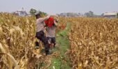 Bahu-Membahu di Ladang Jagung, Jajaran Polresta Malang Kota Bersama Warga Wujudkan Ketahanan Pangan