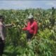 Jaga Pertumbuhan Jagung, Polisi Kediri Dampingi Petani Gurah