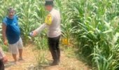 Polres Kediri Dorong Budidaya Jagung Lebih Optimal di Tingkat Desa