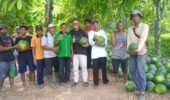 PANEN SEMANGKA MELIMPAH DI TENGAH KETERBATASAN AIR, PETANI MILENIAL PESAWARAN MENANTI PERHATIAN DAN BANTUAN SARANA DARI PEMERINTAH