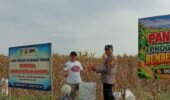 Panen Jagung BUMDes Kencong, Polsek Kepung Soroti Potensi Ekonomi Desa