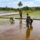Dukung Swasembada Pangan, Babinsa Koramil 0808/09 Sutojayan Turun Ke Sawah Bantu Petani Tanam Padi