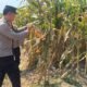 Polsek Gurah Bantu Tangani Pascapanen Jagung BUMDes Sumbercangkring