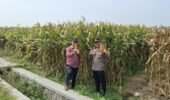 Dukung Ketahanan Pangan, Polsek Kandat Kawal Hasil Panen Jagung di Sumberejo