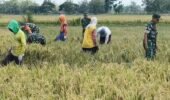 Babinsa Karangmalang Turun ke Sawah, Petani Berharap Harga Gabah Tak Dipermainkan Tengkulak