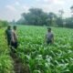 Panen Jagung BUMDes Tiru Lor Libatkan Petani, Polres Kediri Dukung Ketahanan Pangan