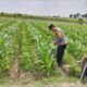 Panen Jagung di Gempolan, Polres Kediri Dukung Penguatan Pangan Desa
